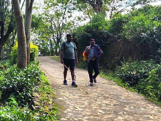 Two walkers coming down a leaf-scattered path through tea bushes and tall trees